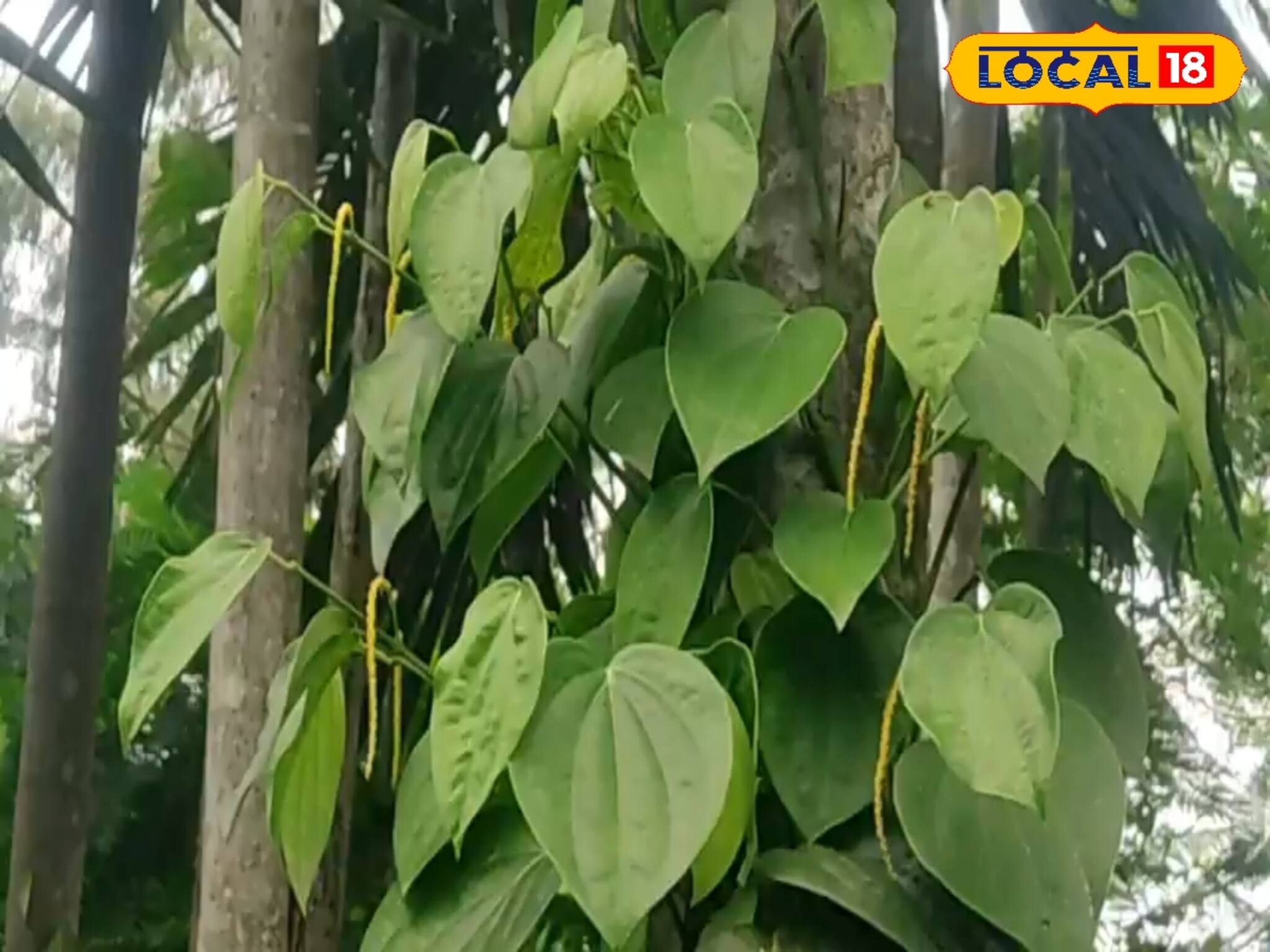 এই চাষ করে আপনিও আয় করতে পারবেন মুঠো মুঠো টাকা !