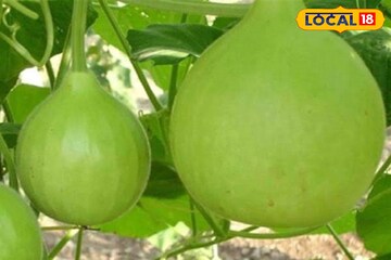 ঝরঝরিয়ে ঝরবে মেদ, লিভার থাকবে সুস্থ-সবল, হাজার রোগের যম 'এই' সবজি