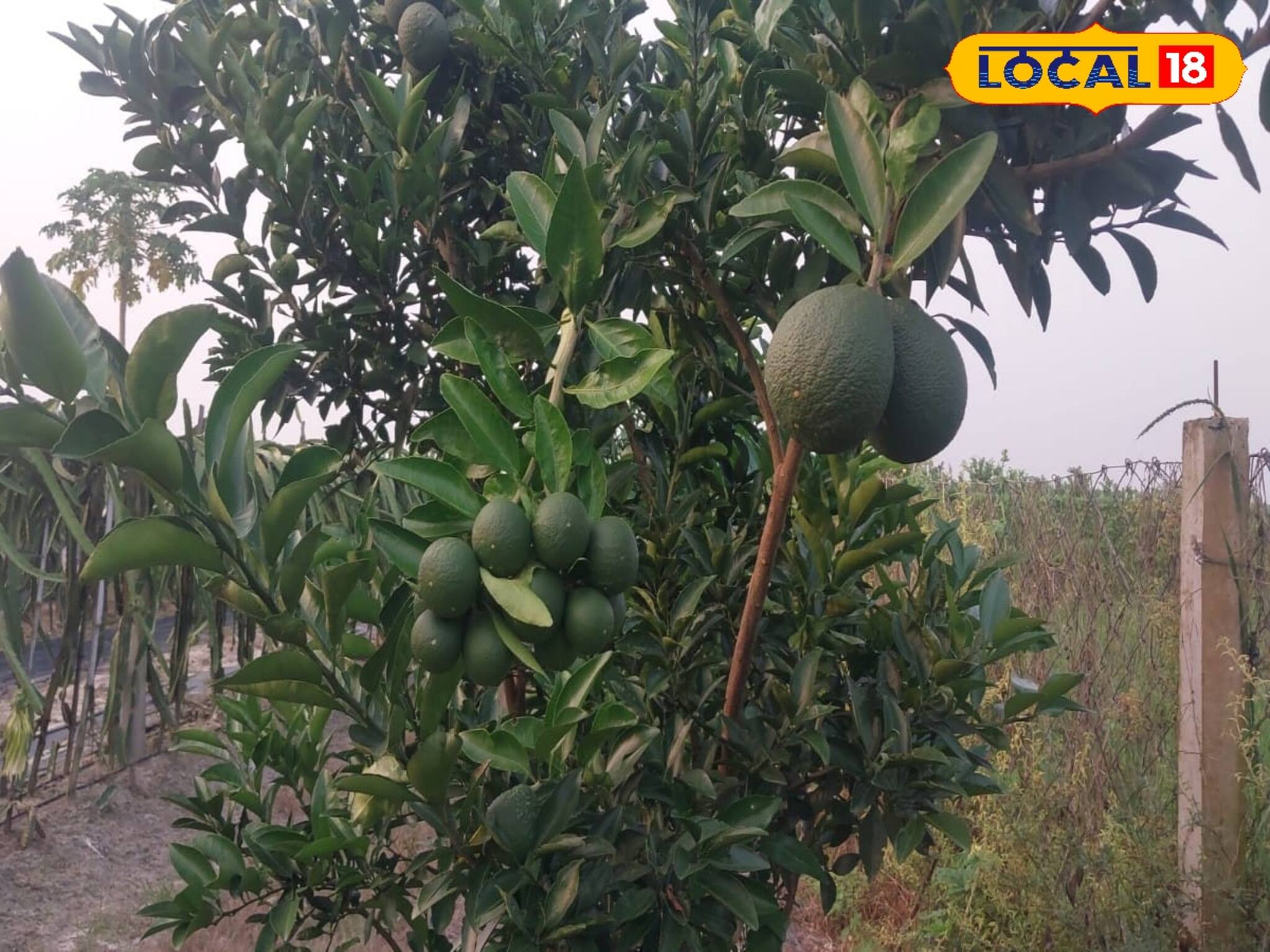 High profit agriculture News: ফল নয় যেন টাকার গাছ! এক ফল চাষ করেই মালামাল কৃষক, খরচ কম, ফলন দ্বিগুন