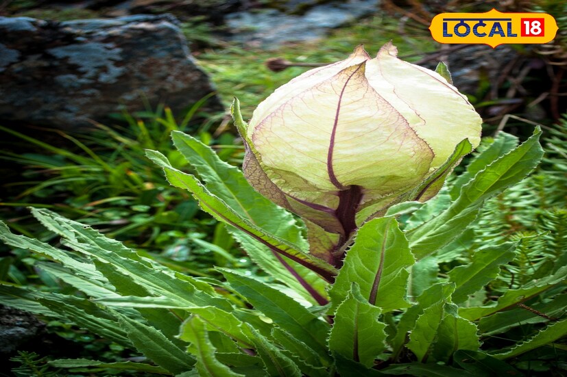 হিমালয় পর্বতের কোলে মধ্যরাতে এই ফুল ফোটে। কথিত আছে খুব সৌভাগ্যবান না হলে এই ফুলের সাক্ষাৎ মেলেনা সাধারণ মানুষের। আর দেখতে পেলেও অন্তত ফুটন্ত অবস্থায় দেখতে পাওয়া যায় না।