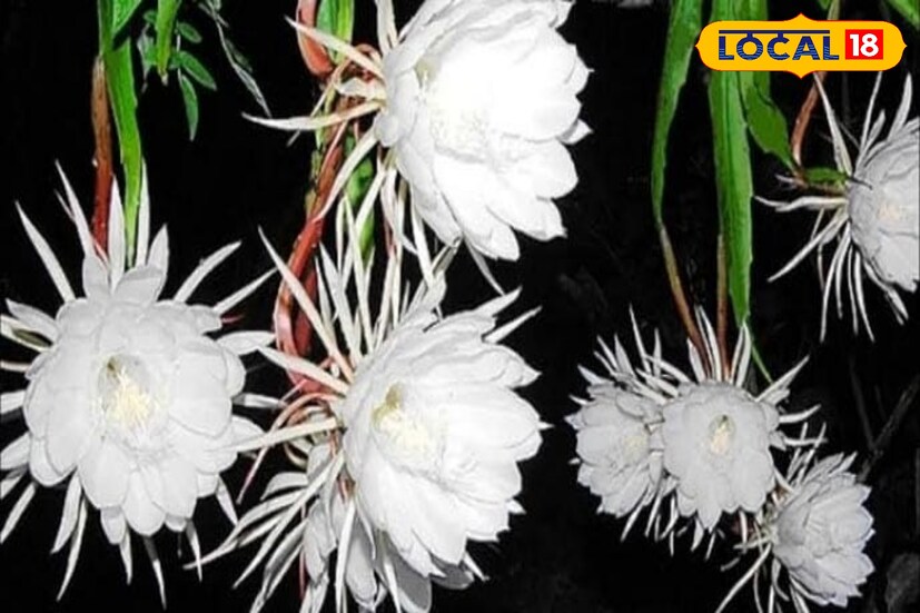 তবে শুধু পূণ্য অর্জন নয়, এই ফুলে রয়েছে বেশ কিছু ভেষজ গুণ। কিডনি, ব্রেন, লিভার ইত্যাদি নানা রোগের জীবনদায়ী আয়ুর্বেদিক ওষুধ তৈরি হয় নাকি এই ফুলের উপাদান দিয়ে। 