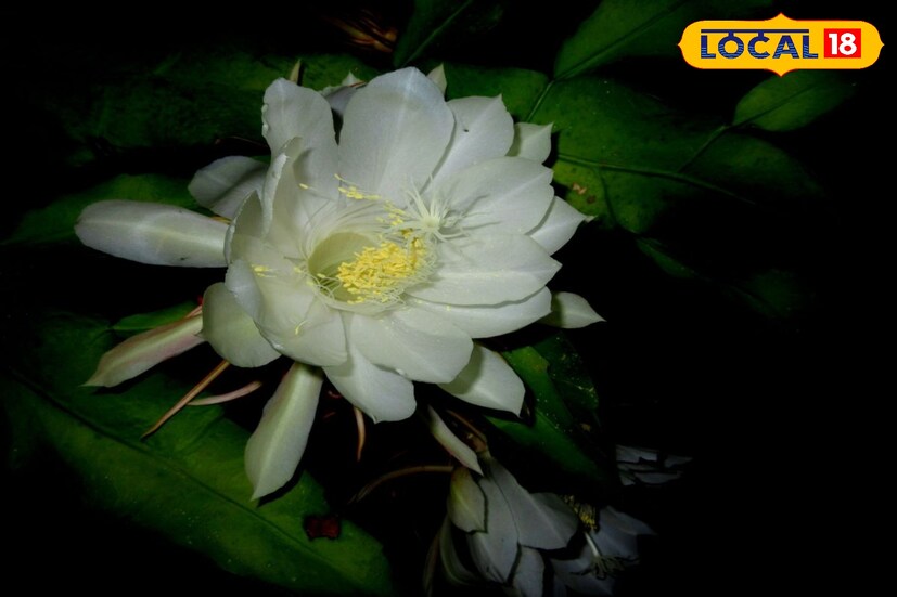 শাস্ত্র মতে এই ফুল থেকেই নাকি ব্রহ্মার সৃষ্টি। সারা বিশ্বের মধ্যে ভারতবর্ষের হিমালয় পর্বতেই নাকি দেখা মেলে এই ফুলের। সাধারণত জুলাই থেকে অগাস্ট মাসের মধ্যে ব্রহ্মকমল ফুল ফুটতে দেখা যায়। 