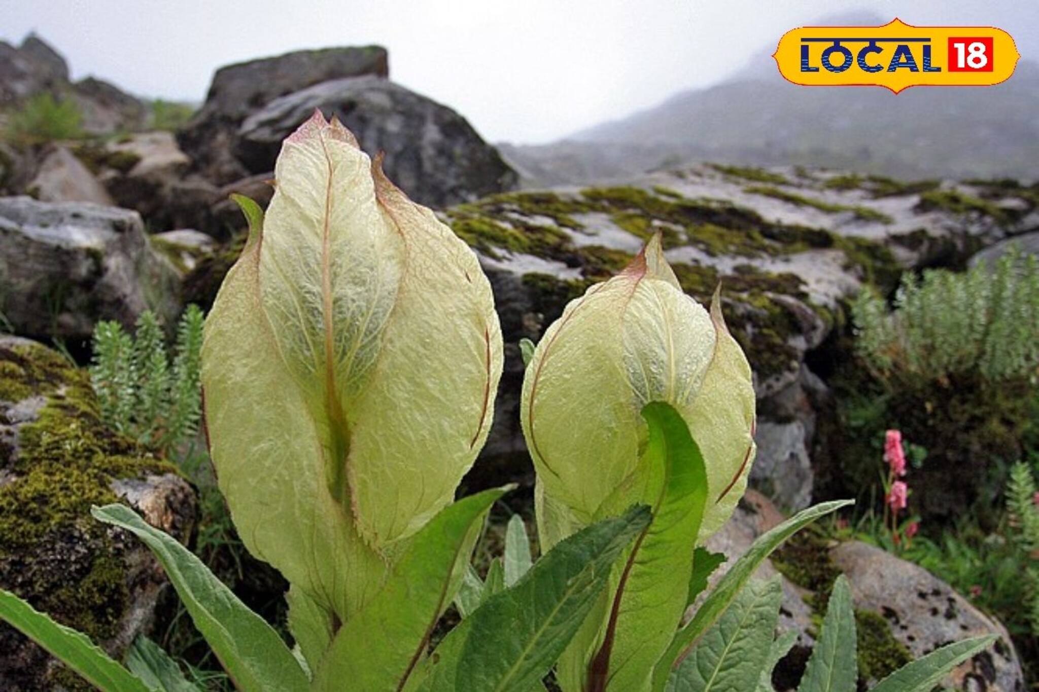 কিডনি, ব্রেন, লিভারের রোগে মহৌষধি...! হিমালয়ের কোলে মধ্যরাতে ফোটে এই ফুল