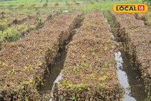 বিরাট ক্ষতি হয়ে গেল...! ভারী বৃষ্টিতে সব শেষ, এবার কী হবে? মাথায় হাত চাষিদের