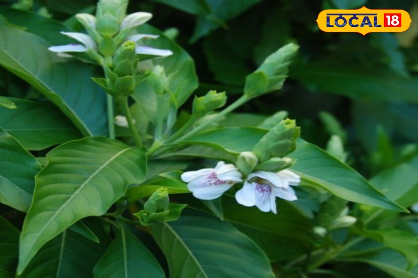 বিশেষজ্ঞরা মনে করেন,ঠান্ডা লাগলে বাসক পাতার সঙ্গে মধু মিশিয়ে খেলে উপশম মেলে।