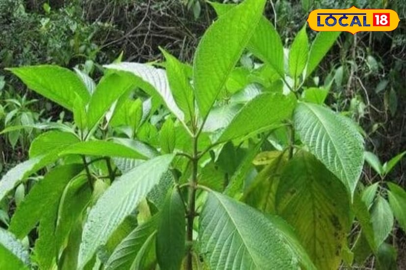 গায়ের দুর্গন্ধ সরাতে বাসক পাতা বেশ কার্যকরী।
