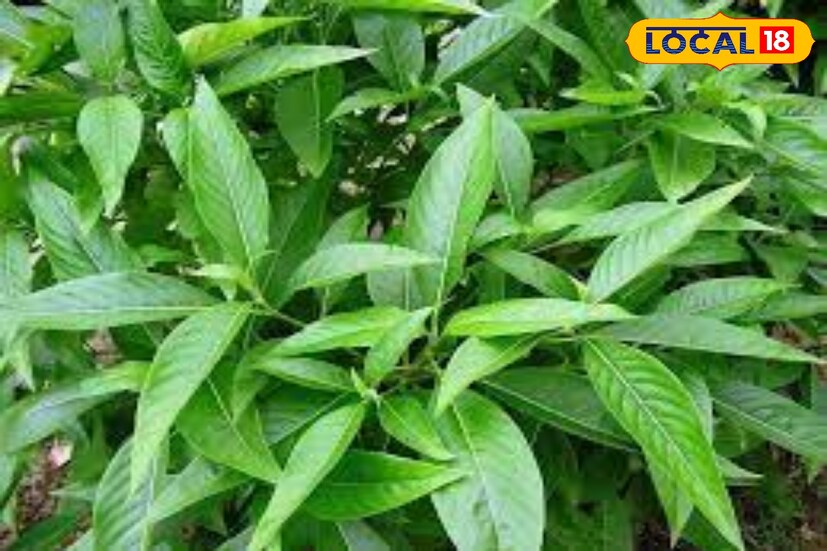 পুষ্টিবিদ কৌশিক দাস বলেন, মাংস পেশিতে টান থেকে শুরু করে, ব্রণর সমস্যায় বাসক পাতা ত্বককে ভাল রাখতেও সাহায্য করে।