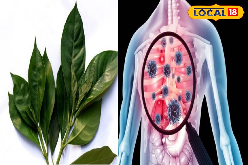টিবি-ব্রঙ্কাইটিসের সমস্যা কাটাতে সাহায্য করে বাসক।এই পাতায় থাকে কিছু অ্যান্টি মাইক্রোবিয়াল উপাদান থাকে। যা হুপিং কাশি, ব্রঙ্কাইটিসের মতো সমস্যাকে দূর করতে সাহায্য করে। 
