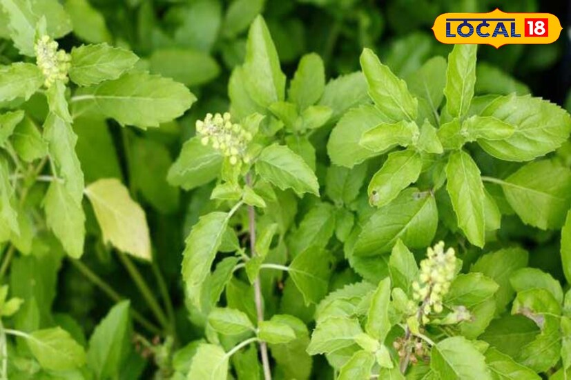 প্রশ্ন ৬ - মশা তাড়াতে বাড়িতে কোন গাছ লাগানো উচিত?উত্তর ৬ - জানলে অবাক হবেন যে আমাদের অতি চেনা তুলসী গাছ এক্ষেত্রে দুর্দান্ত সমাধান। তুলসী পাতার সুগন্ধ মশা দূরে রাখে।