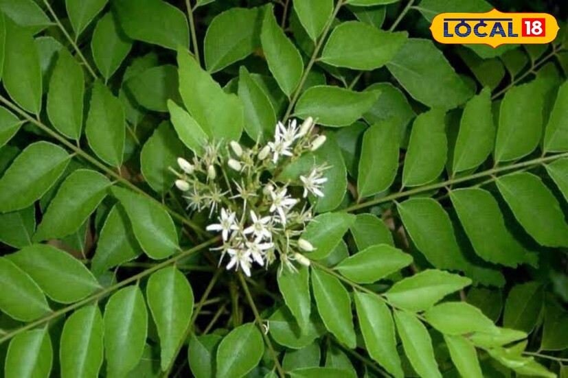 দক্ষিণ ভারতীয় অঞ্চলে বেশি ব্যবহৃত হয় কারি পাতা। এছাড়াও সারা ভারতে কমবেশি বিভিন্ন রান্নায় ব্যবহৃত হয়। খারাপ কোলেস্টেরল দূর করা, ওজন ঠিক রাখা, রক্তে শর্করার মাত্রা ঠিক রাখতে প্রতিদিন খাবারের তালিকায় রাখা উচিত কারি পাতা।