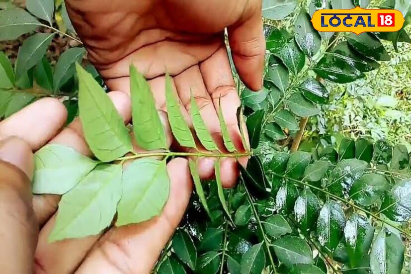 পুষ্টিবিদ অভিজিৎ সেন মন্তব্য করেন, কারি পাতা চিবিয়ে খাওয়া কিংবা ডিটক্স পানীয় হিসেবে খাওয়া যেতে পারে। এর ফলে, বিভিন্ন মারণ রোগের ঝুঁকি কমে। হার্টের সমস্যা থেকে হজমের সমস্যার মুক্তি পাওয়া যায়।
