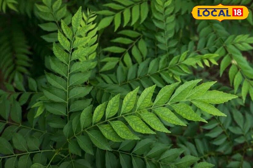 বিশেষজ্ঞরা মনে করেন, কারিপাতার মধ্যে রয়েছে ক্যালশিয়াম, ফসফরাস, আয়রন, ভিটামিন এ, বি, সি এবং ই সহ একাধিক উপাদান। যা পেট থেকে শুরু করে চুল, ত্বক, ডায়াবিটিসের সমস্যা দূর করতে এবং মেদ ঝরাতেও কাজে লাগে।
