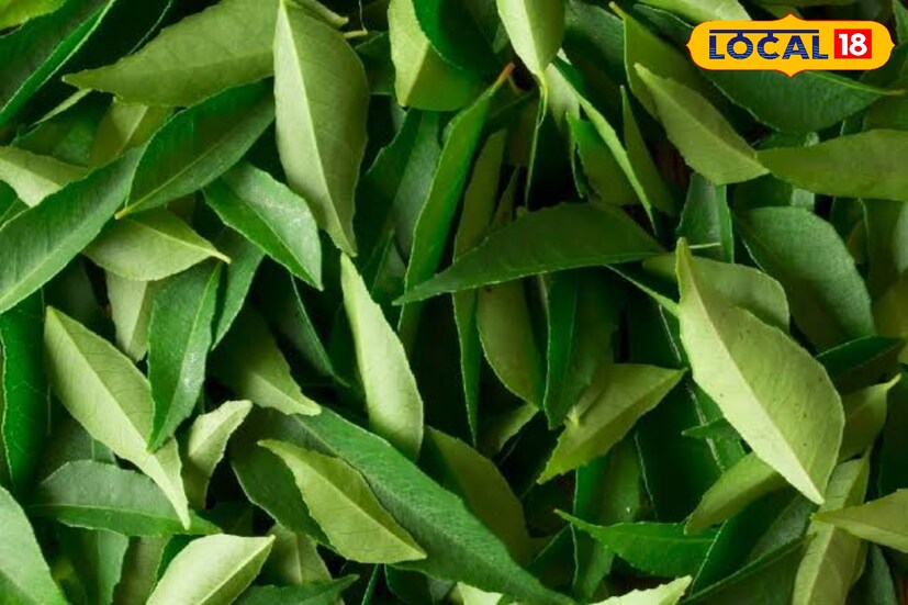 অনেকেই একাধিক খাবারে ব্যবহার করেন। সামান্য কটা পাতা মিশিয়ে দেন পোলাও থেকে অন্যান্য খাবার তৈরিতে। তবে শুধু খাবারের স্বাদ বদলায় তা নয়, কারি পাতায় রয়েছে হাজার গুনাগুন। 