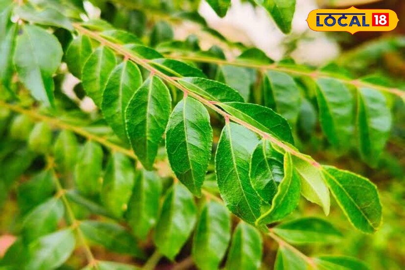 আমাদের আশেপাশে একাধিক গাছ লক্ষ্য করা যায়। তবে যে গাছকে আগাছা ভেবে দূরে সরিয়ে রাখেন, তার গুণ জানলে অবাক হবেন।