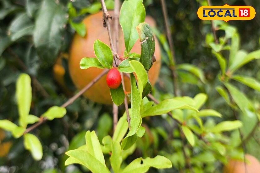 শীত আসার আগে দুর্দান্ত ফলন হচ্ছে বেদানার। বিশেষ করে লাল ভাগুয়া বেদানা। 