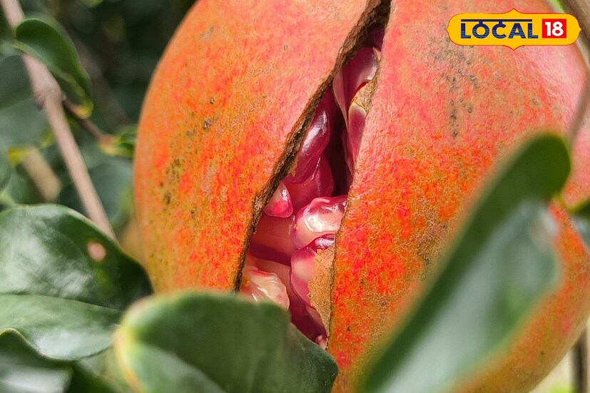 বেদানা চাষ করে স্বনির্ভরতার পথ দেখছে বাঁকুড়ার চাষিরা।