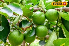 ১ টা পাতিলেবুর কামাল! বাড়ি থেকে হুড়মুড়িয়ে পালাবে অশুভ শক্তি! জানুন জাদু টোটকা