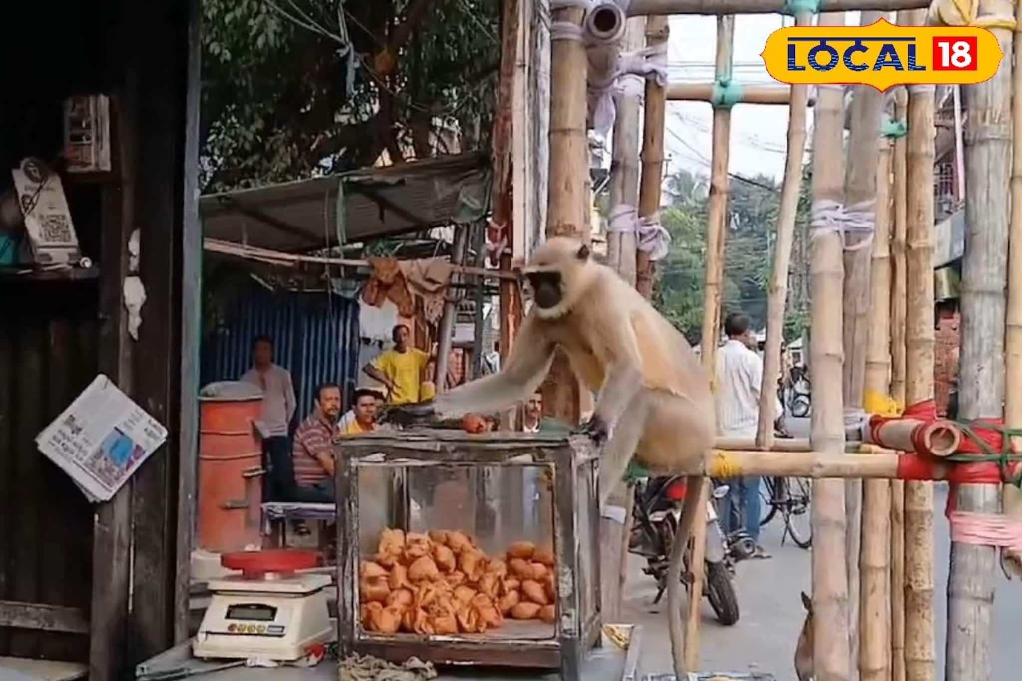 রোজই দোকানে আসে হনুমান! রয়েছে অদ্ভুত এক কারণ, ভাইরাল ভিডিও