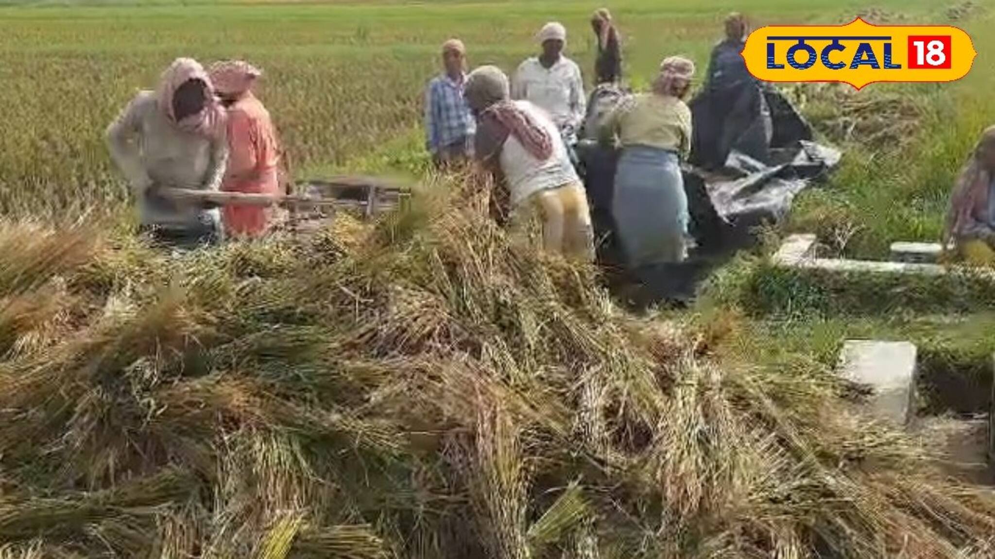 জমি ভরে রয়েছে ফসলে, তার মধ্যে সাগরে ধেয়ে আসছে সাইক্লোন, মাথায় হাত চাষিদের