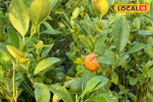 সস্তার এই অপরিচিত লেবু হুড়মুড়িয়ে কমায় ওজন! নিয়ন্ত্রণে রাখে সুগার! রোজ পারে রাখুন