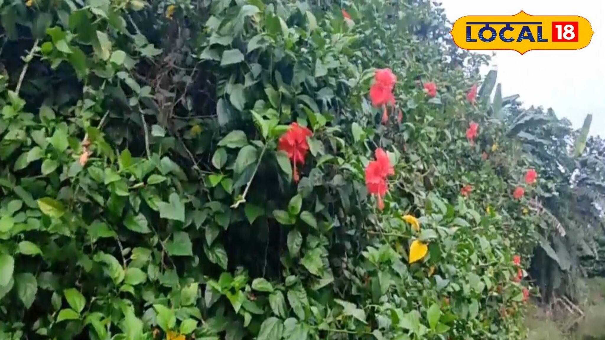 সামনেই কালীপুজো, জবা ফুল চাষেই ব্যাপক আয়ের দিশা দেখাচ্ছেন এই তরুণ, হন মালামাল