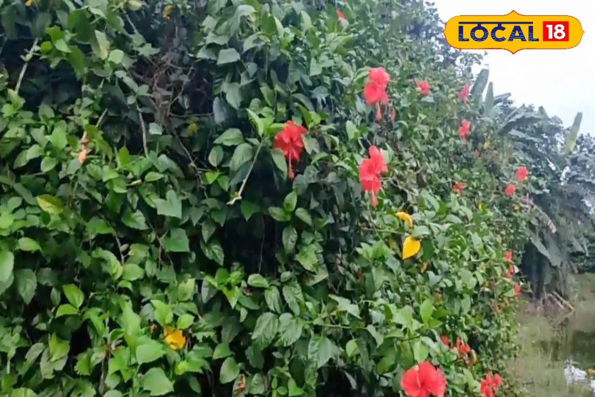 সামনেই কালীপুজো, জবা ফুল চাষেই ব্যাপক আয়ের দিশা দেখাচ্ছেন এই তরুণ, হন মালামাল