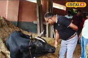 গুরুতর অসুস্থ ষাঁড়, নিজের হাতে চিকিৎসা করছেন থানার আইসি, দেখলে বিশ্বাসই হবে না!