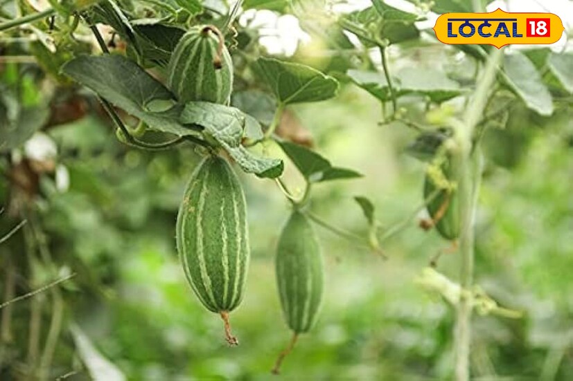 তেতো এই পাতার সঙ্গে চিরতা (কবিরাজি দোকানে পাওয়া যায়) মিশিয়ে ঘন ঝোল তৈরি করে সব রকম জ্বরে খাওয়া যেতে পারে।জ্বরের সঙ্গে যদি কোষ্ঠকাঠিন্য হয় তাহলে এটি খেলে বেশি উপকার হবে।