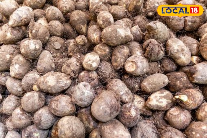 Vegetable: এই কচু দেখলেও পাশ কাটিয়ে যান তো? এই ভুল আর নয়…! এত উপকার জানলে অনিচ্ছা সত্ত্বেও খাবেন নিশ্চিত Vegetable: এই কচু দেখলেও পাশ কাটিয়ে যান তো? এই ভুল আর নয়…! এত উপকার জানলে অনিচ্ছা সত্ত্বেও খাবেন নিশ্চিত
