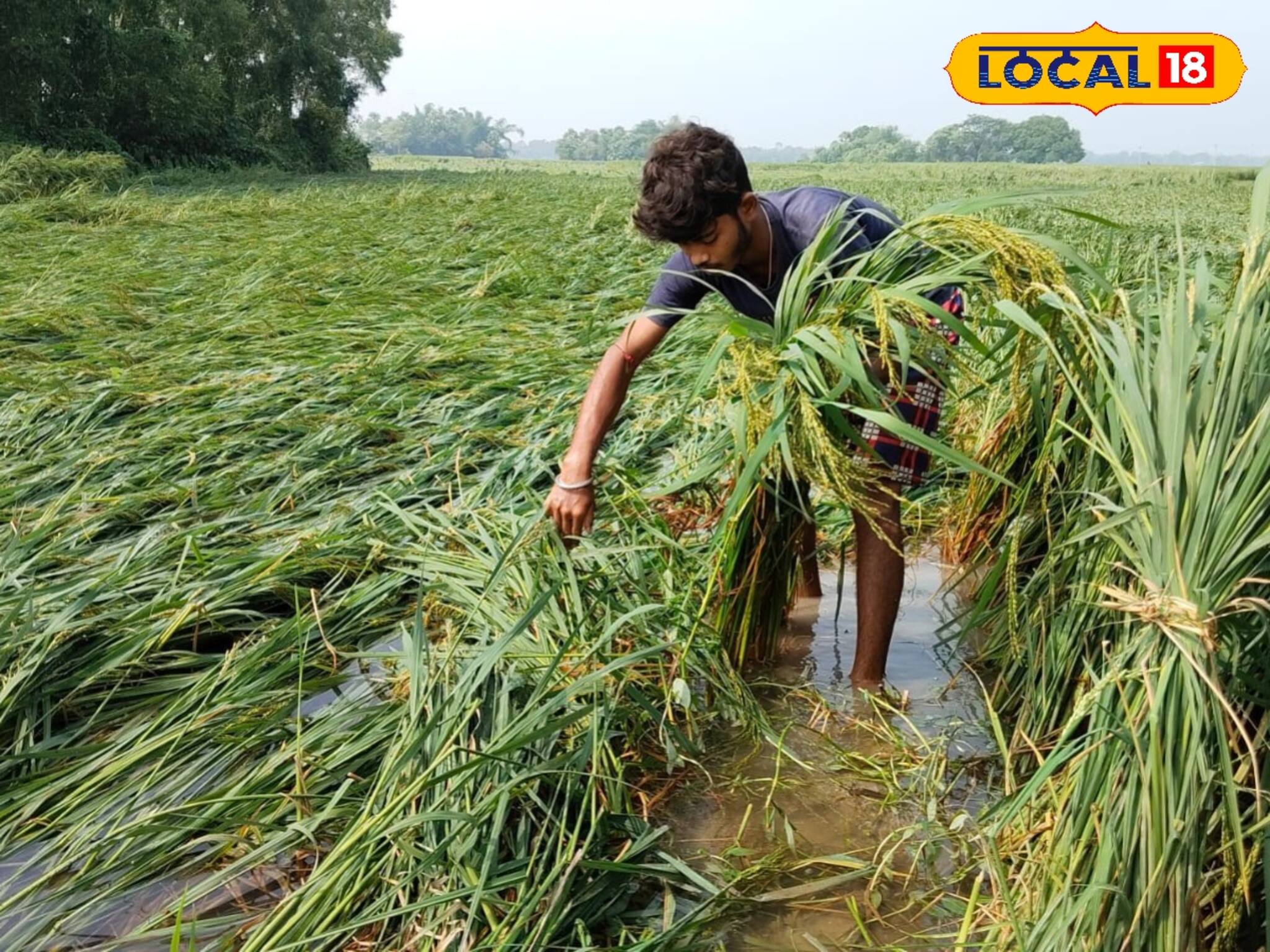 ঘূর্ণিঝড়ের প্রভাব! বিঘার পর বিঘা ধান মুখ থুবড়ে পড়ে রয়েছে জমির জমা জলে