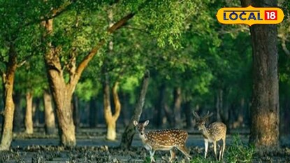 প্রতিকি ছবি 