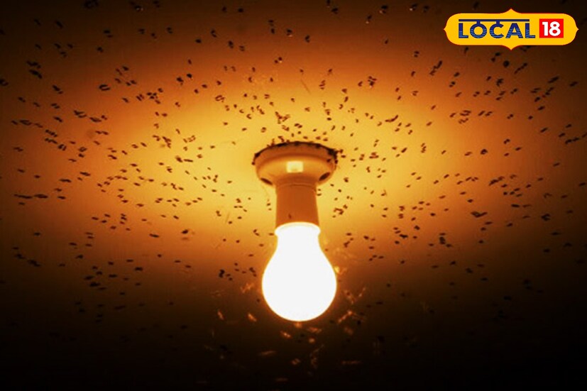 নিমপাতার ডাল সুন্দর করে কেটে এনে ঘরের কোণায় ঝুলিয়ে রাখতে পারেন। পোকা-মাকড়ের জ্বালাতন কমে যাবে। এছাড়া নিমপাতা শুকিয়ে গুড়ো করে ছোট্ট এক টুকরো কাপড়ে পুঁটলি বানিয়ে ঘরের আসবাবপত্রের আড়ালে লুকিয়ে রাখুন। পোকামাকড় অনেকটাই কমে যাবে। রান্নাঘরের জন্যও একই পরামর্শ।