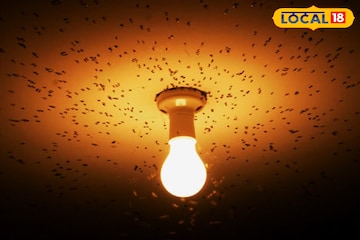 আলো জ্বালালেই ঘরে ঢুকে পড়ছে পোকা? এই সহজ উপায়ে এক সেকেন্ডে পালাবে শ্যামাপোকা আলো জ্বালালেই ঘরে ঢুকে পড়ছে পোকা? এই সহজ উপায়ে এক সেকেন্ডে পালাবে শ্যামাপোকা