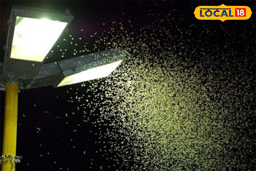 গোলমরিচ এই পোকা তাড়াতে খুব সাহায্য করে। এর জন্য এক কাপ জলে ২ চা চামচ গোলমরিচ গুড়ো গুঁড়ো মিশিয়ে নিন। তারপর একটি স্প্রে বোতলে ভরে বাড়ির সব জায়গায় ছিটিয়ে দিন। দেখবেন গোলমরিচ বাড়িতে পোকামাকড় আসতে দেবে না।