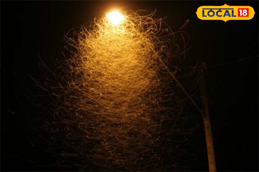 রিনা কুমার বলেন,' পোকামাকড়ের হাত থেকে পরিত্রাণ পেতে, বেকিং সোডা এবং লেবুর রস ব‍্যবহার করতে পারেন। এক কাপ জলে এক চা চামচ বেকিং সোডা এবং ২টি লেবুর রস ছেঁকে নিন। এবার এই দ্রবণটি একটি স্প্রে বোতলে ভরে ঘরের সব কোণায় স্প্রে করুন। এতে ঘরে উপস্থিত পোকামাকড় সঙ্গে সঙ্গে ঘর থেকে চলে যাবে।'