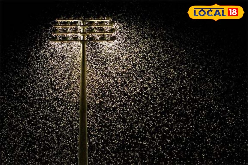 প্রতিদিন সকালে ঘুম থেকে ওঠেই ঘরবাড়ি ঝাড়ু দিন যাতে কোনো পোকামাকড় না থাকে। এরপর লিকুইড এন্টিসেপটিক দিয়ে ঘর মুছে নিন। সহজে পোকামাকড়ের আসবে না।