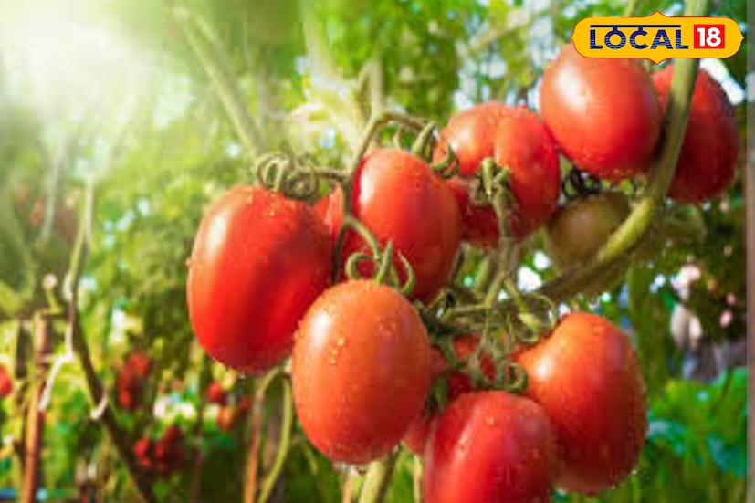 কাঁচা সবজি খাওয়ার ক্ষেত্রে টমেটো অন্যতম। এতে থাকা পুষ্টিগুণ এবং যৌগগুলি আরো স্বাস্থ্য সুবিধা প্রদান করে। এতে রয়েছে লাইকোপেন এবং অন্যান্য অ্যান্টিঅক্সিডেন্ট, যা কোলেস্টেরল ও ওজন কমাতে সাহায্য করে।