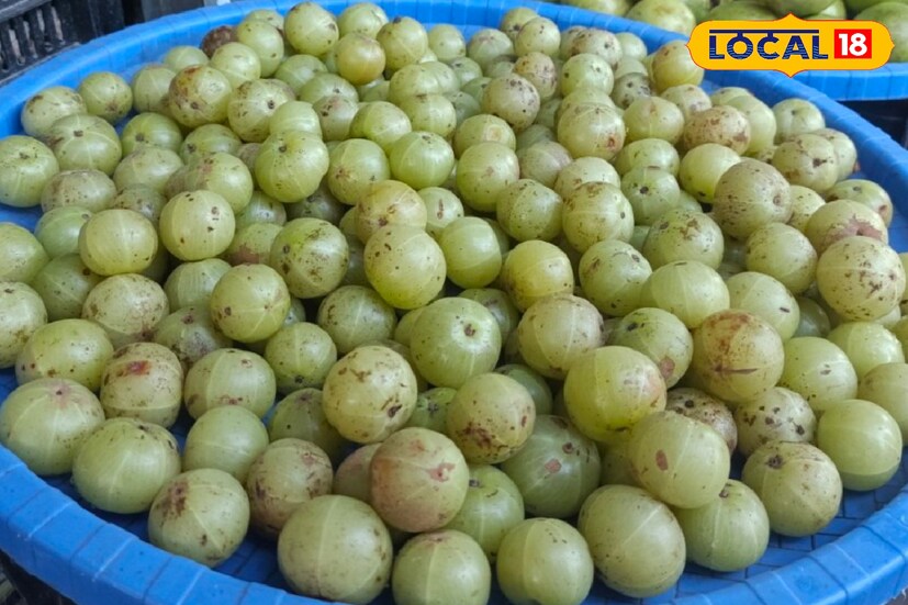 আমলকিতে থাকা ভিটামিন-C এবং অ্যান্টি-অক্সিডেন্ট শ্বাসনালির স্বাস্থ্য ভাল রাখে। ফলে সর্দি কাশি সহজে কাছে ঘেঁষে না।