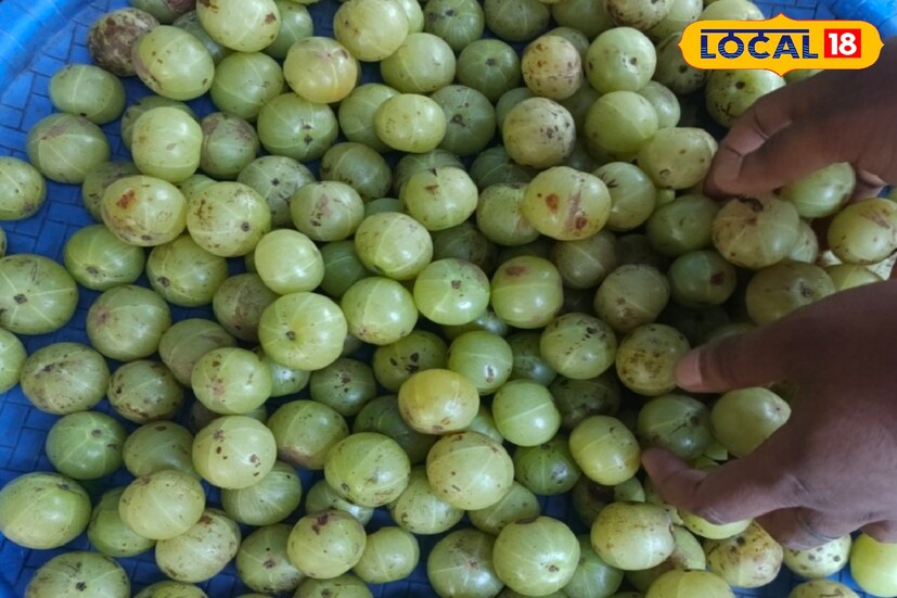 তাজা আমলকি খাওয়াই সবচেয়ে ভাল মানব দেহের জন্য। আমলকির রস গরম জলের সঙ্গে রোজ সকালে খালিপেটে খাওয়া অনেকটাই ভাল।