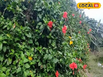 সামনেই কালীপুজো, জবা ফুল চাষেই ব্যাপক আয়ের দিশা দেখাচ্ছেন এই তরুণ, হন মালামাল