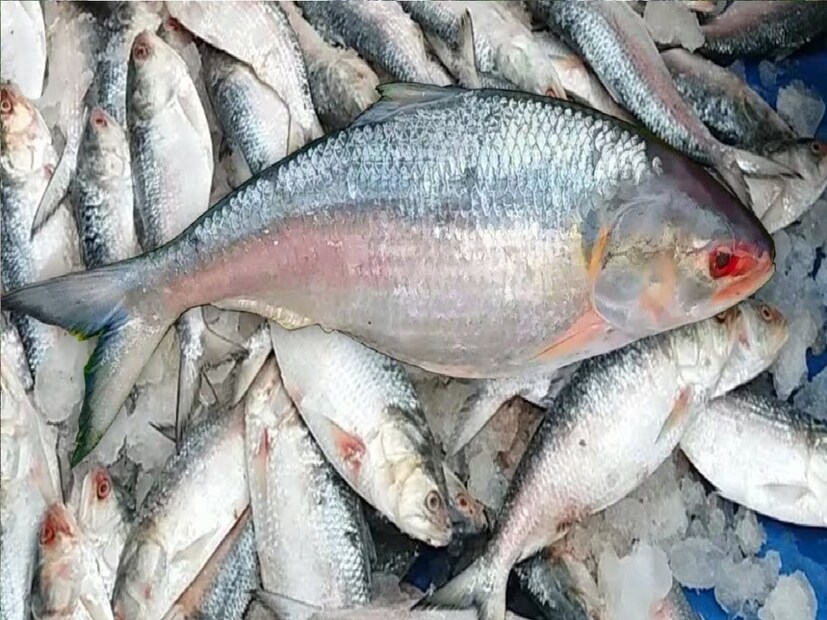 *কিন্তু বাজারে তখনও ইলিশ থাকে‌। সেই ইলিশগুলি মূলত হিমঘরের ইলিশ। ফলে টাটকা মাছ খাওয়ার সম্ভাবনা সেই সময় থাকে না। টাটকা মাছ খেতে হলে এখনই আপনাকে ইলিশ কিনে খেতে হবে। সংগৃহীত ছবি। 