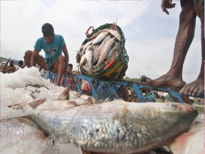 *এই সময় মৎস্যজীবীরা নিজেদের জীবন বাজি রেখে ইলিশ ধরে আনেন। ফলে স্বাভাবিকভাবেই বাজার ভরে ওঠে টাটকা ইলিশে‌। রাস পূর্ণিমা পার হলে মৎস্যজীবীরা সমুদ্রে যাওয়া কমিয়ে দেন।