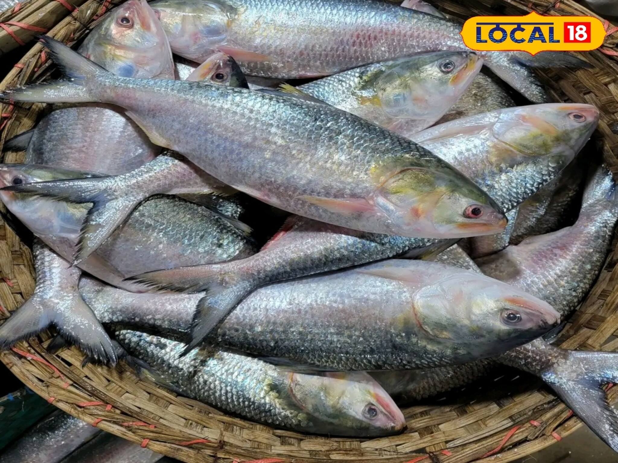 Ilish From Padma: ভাইফোঁটায় পদ্মার ইলিশ না হলে জমবে না, এই বাজারে মিলছে, রইল দর