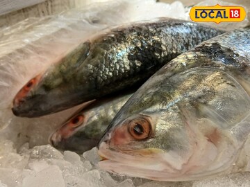 টাটকা ইলিশ খেতে চান? হাতে সময় নেই, বাজার থেকে আজই কিনুন, স্বাদ-গন্ধে মন ভরে যাবে