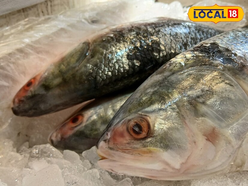 *টাটকা ইলিশ খেতে হলে এখনই খান, দেরী করবেন না একেবারেই। অন্তত এমনটাই জানাচ্ছেন মৎস্যজীবীরা। আসলে দুর্গাপুজোর একমাস পর রাস পূর্ণিমা পর্যন্ত চলে ইলিশ ধরার মরশুম। প্রতিবেদনঃ নবাব মল্লিক। সংগৃহীত ছবি। *টাটকা ইলিশ খেতে হলে এখনই খান, দেরী করবেন না একেবারেই। অন্তত এমনটাই জানাচ্ছেন মৎস্যজীবীরা। আসলে দুর্গাপুজোর একমাস পর রাস পূর্ণিমা পর্যন্ত চলে ইলিশ ধরার মরশুম। প্রতিবেদনঃ নবাব মল্লিক। সংগৃহীত ছবি।