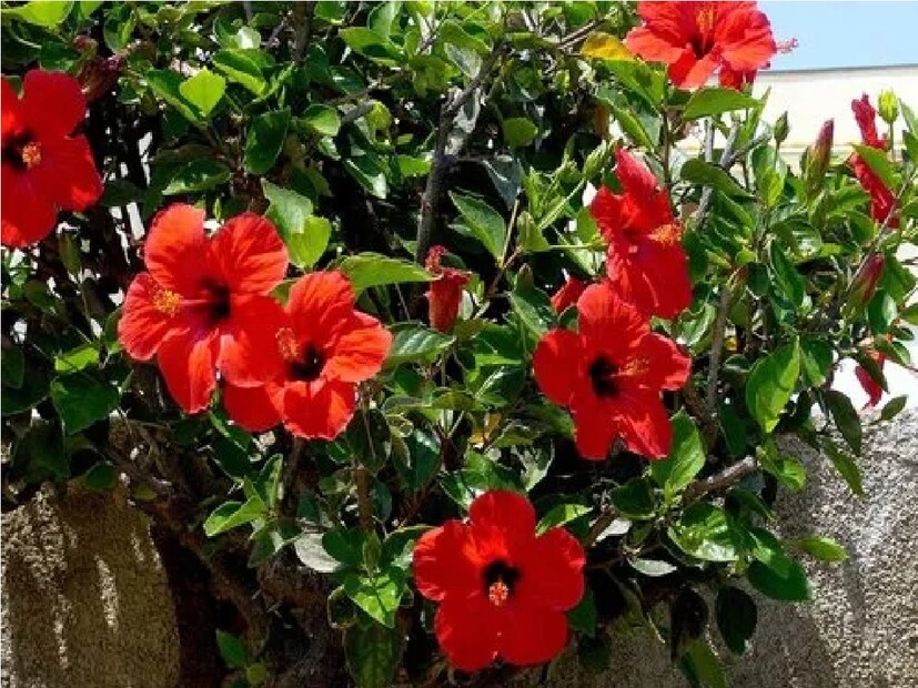 মঙ্গল দোষ দূর করার প্রতিকার:জবা ফুল মঙ্গল দোষ দূর করার একটি প্রতিকারও হতে পারে। আসলে, জবা ফুলের রঙ লাল এবং মঙ্গল গ্রহের রঙও লাল। যখন এই গ্রহ দুর্বল থাকে, তখন বিবাহ বিলম্বিত হওয়ার সম্ভাবনা থাকে, মানুষের সঙ্গে বিবাহ বন্ধনে আবদ্ধ হওয়ার সম্ভাবনা থাকে, দুর্ঘটনার সম্ভাবনা থাকে এবং সঙ্গীর সঙ্গে মতবিরোধ হয়।
