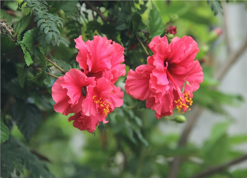 এই ফুলগুলি কেবল দেখতেই সুন্দর নয়, বরং এটি একজন ব্যক্তির জীবনকেও সুন্দর করে তোলে। এই ফুলের-তালিকায় অন্যতম সর্বাধিক কার্যকরী ফুলটি কিন্তু আমাদের চেনা জবা ফুল। বাস্তু বিশেষজ্ঞের মতে, এই জবা ফুলে আছে এক অসাধারণ শক্তি যা ইতিবাচকতার ভরপুর। এই ফুলটির সঠিক ব্যবহার আপনার জীবনের অনেক সমস্যা কমাতে পারে জাদুকাঠির ছোঁয়ায়।