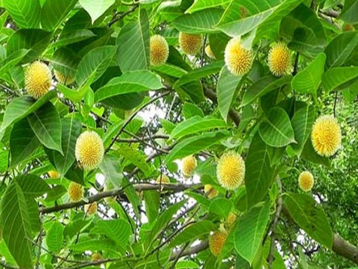 কদম গাছের ওষধি গুণ জানলে চমকে যাবেন। রোগ প্রতিষেধক ক্ষমতার জন্যও কদম গাছের গুরুত্ব অপরিসীম। আয়ুর্বেদেও এর উল্লেখ রয়েছে। এই গাছের ছাল থেকে পাতা, ফুল, ফল সবই উপকারী। বলা হয়, কদম গাছের পাতা সেবনে লিভার ভাল থাকে। প্রাচীনকালে এর নির্যাস চর্মরোগের ওষুধ হিসাবে ব্যবহৃত হত।