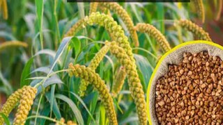 উপবাসের দিনগুলিতে কেন খাওয়া হয় এই আটা? উপবাসের দিনগুলিতে কেন খাওয়া হয় এই আটা?