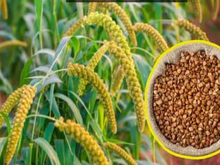 উপবাসের দিনগুলিতে কেন খাওয়া হয় এই আটা?